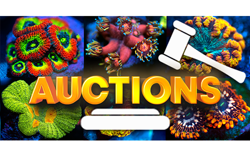 Auctions