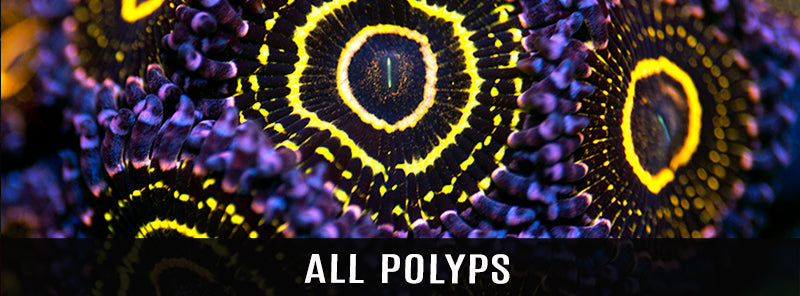 Collector Zoanthids For Sale