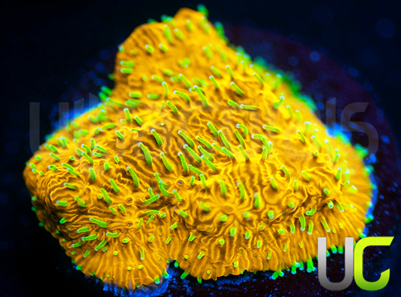 UC Fuzzy Navel Litho