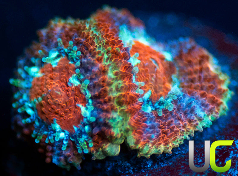 UC Limp Bizkuit Micro Amakusensis