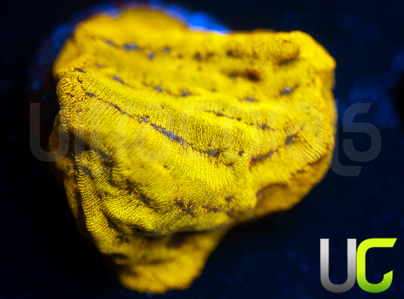 UC Golden Dragon Lepto