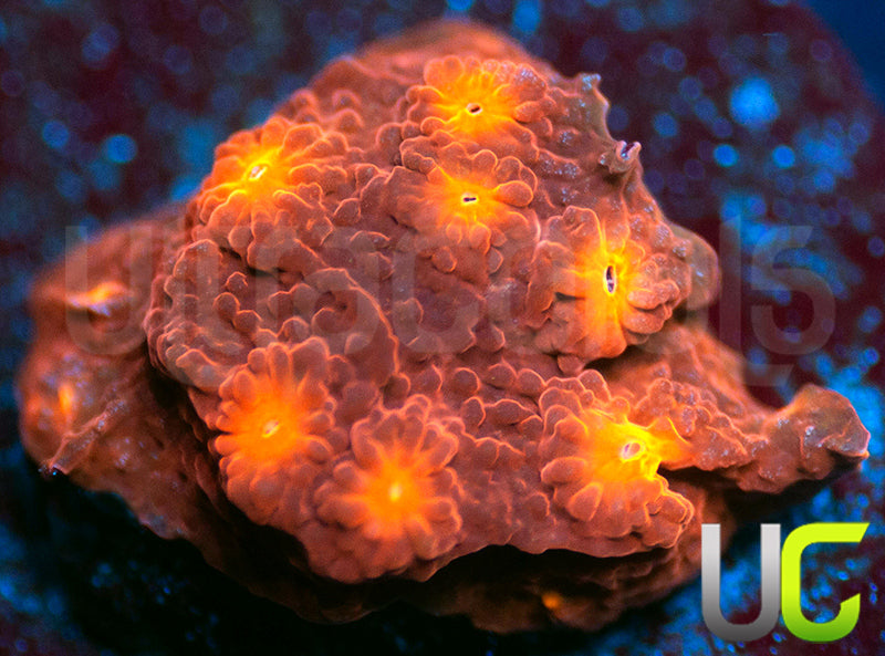 UC Jolly Roger Cyphastrea