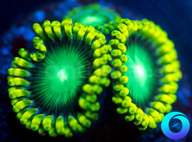 Nuclear Dragon Eyes