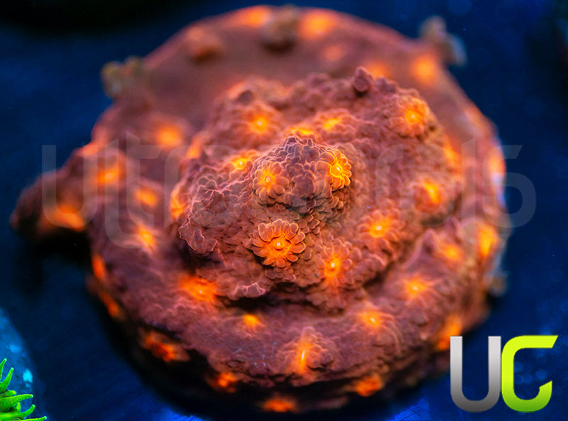 UC Jolly Roger Cyphastrea