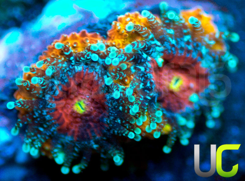 UC Sunfire Micro Amakusensis
