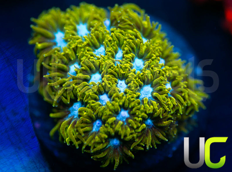 UC Blue Eyed Girl Leptastrea