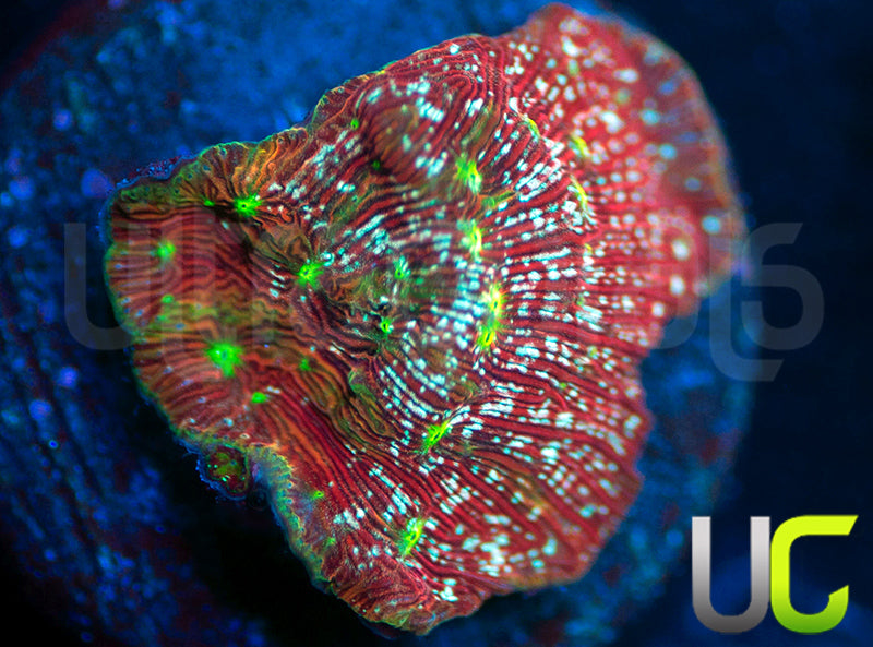UC Red Devil Lepto
