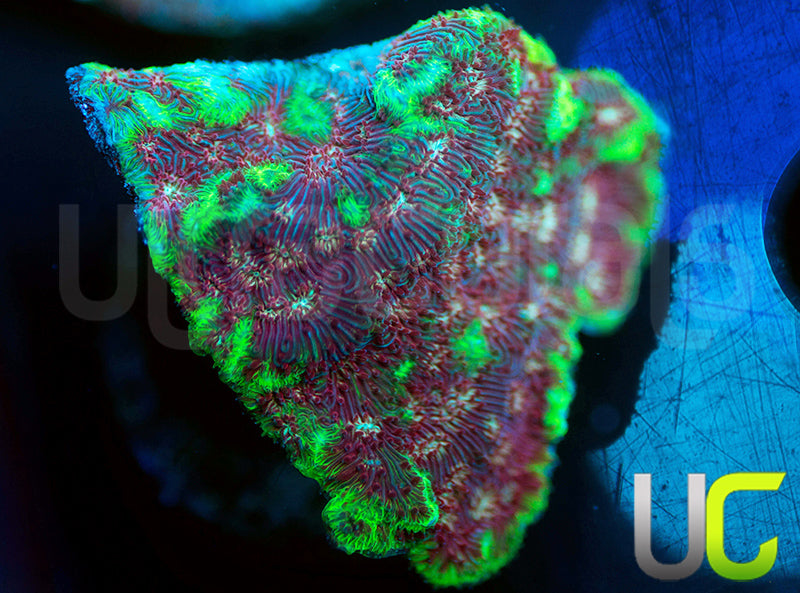 UC Tai Chi Litho
