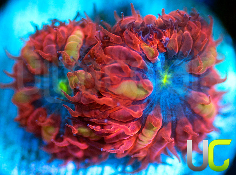 UC Blue Raven Blastos