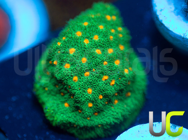 CC Smashing Pumpkin Psammocora