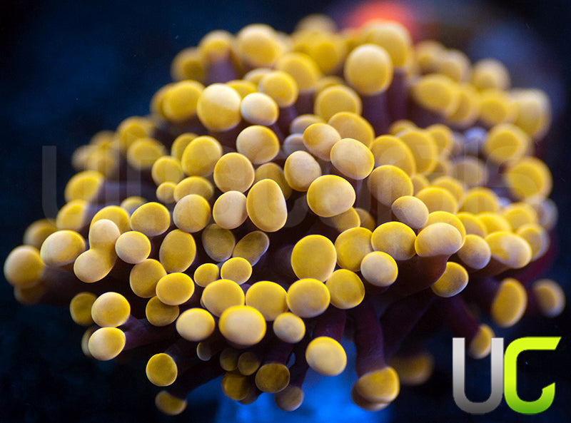 Origami Orange Hammer