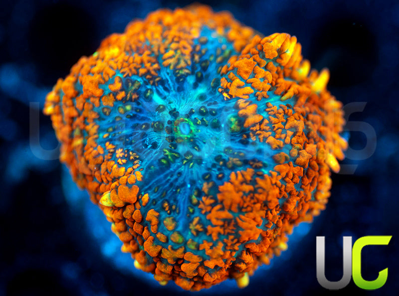 UC Rainbow Skirt Mushroom