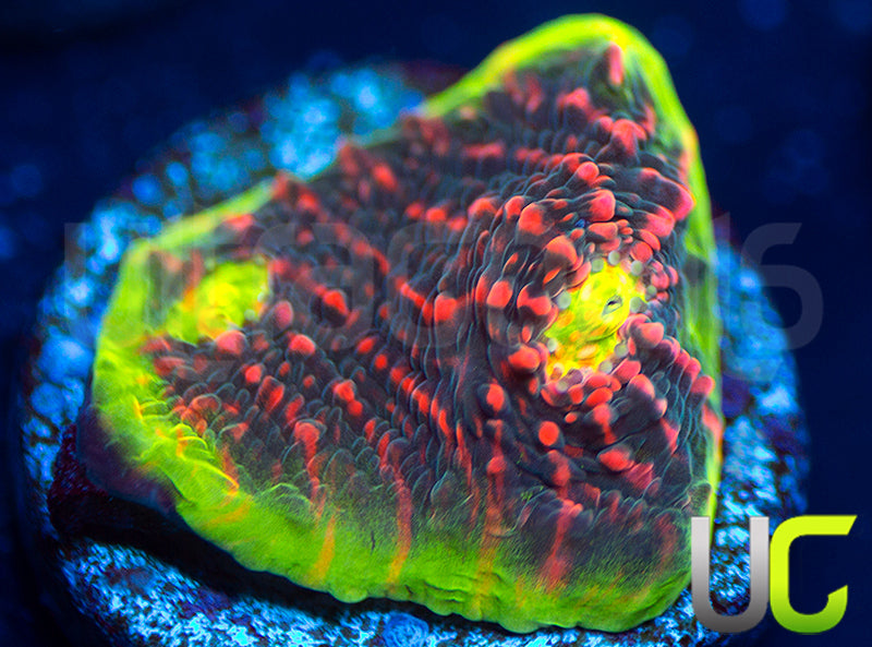 Ultra Watermelon Chalice