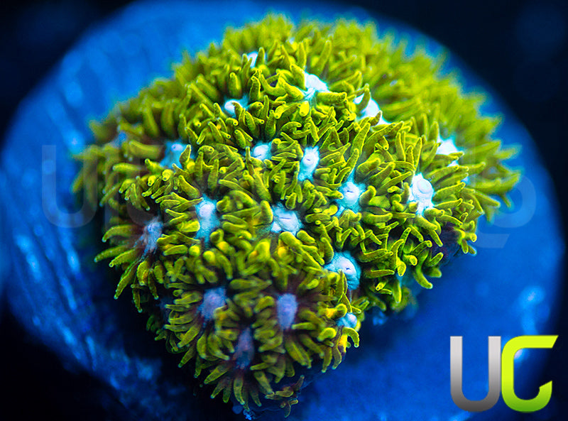 UC Blue Eyed Girl Leptastrea