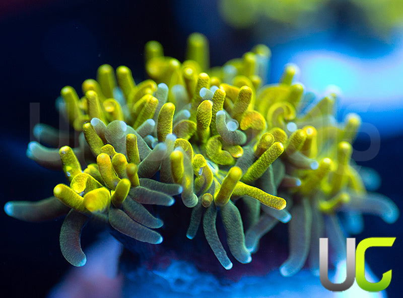 UC Lemon Lime Galaxia