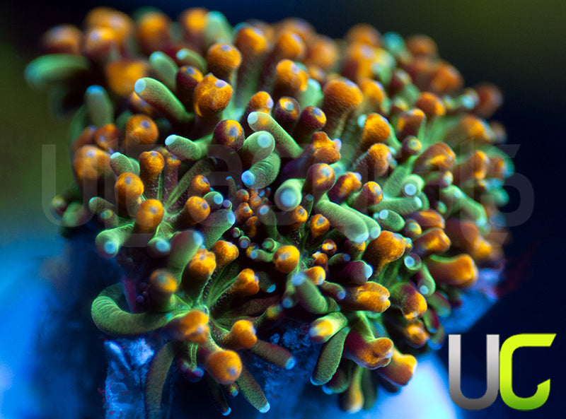 UC Roman Candle Galaxia