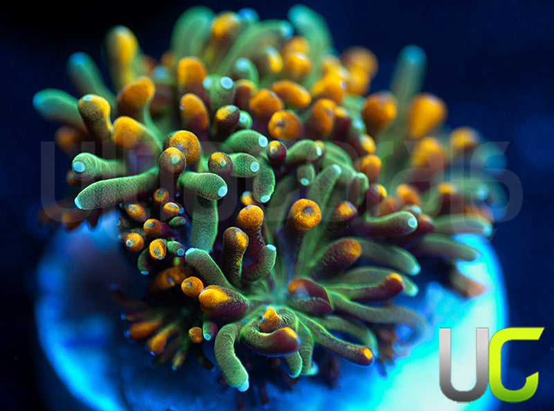 UC Roman Candle Galaxia