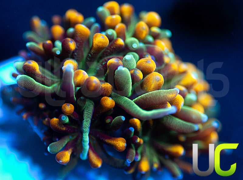 UC Roman Candle Galaxia