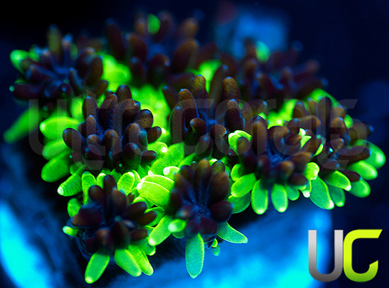 Sonic the Hedgehog Galaxia