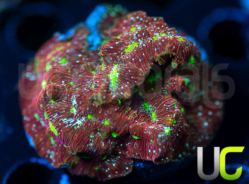 UC Red Devil Lepto