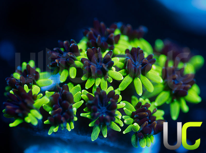 Sonic the Hedgehog Galaxia