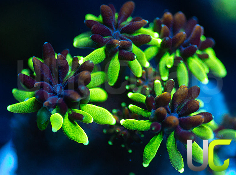 Sonic the Hedgehog Galaxia