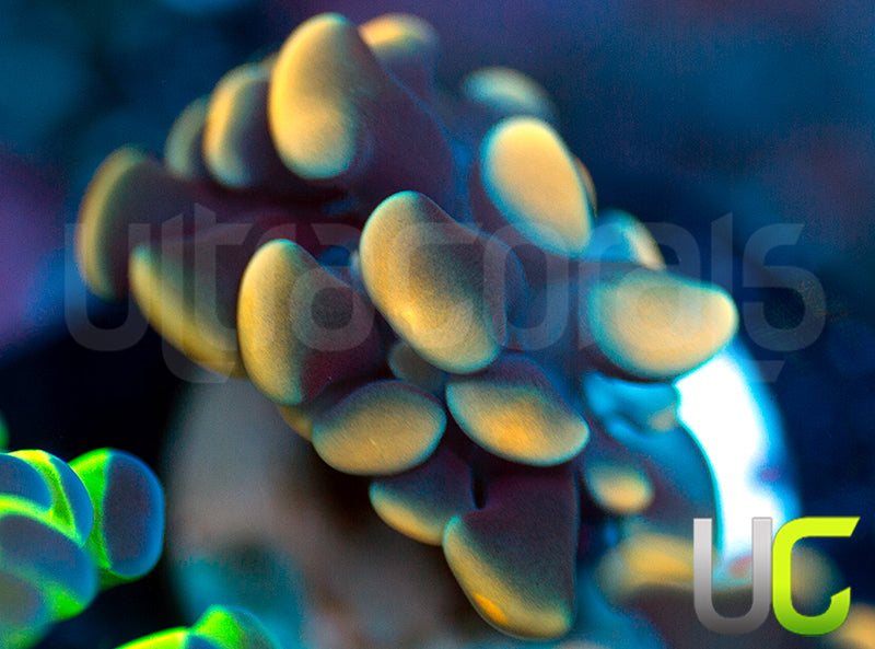 Indo Yellow Thick Branch Hammer