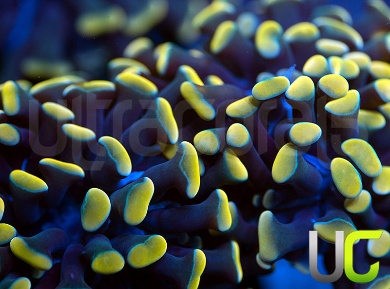 Indo Yellow Thick Branch Hammer - 2 Heads