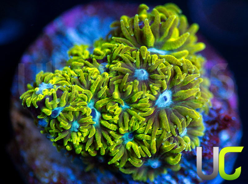 UC Blue Eyed Girl Leptastrea