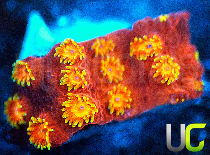 WWC Hi Cee Cyphastrea