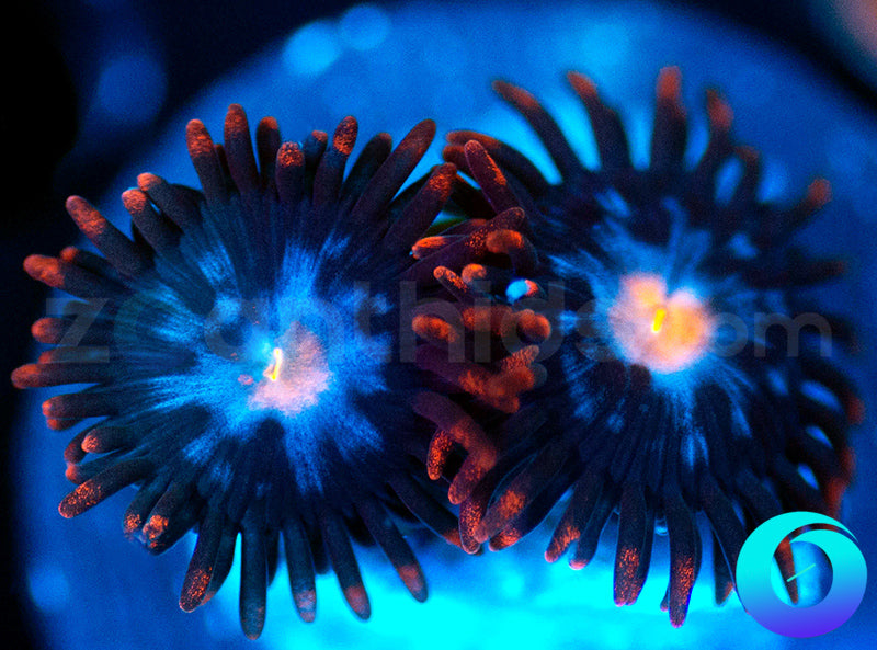 Neuralyzer