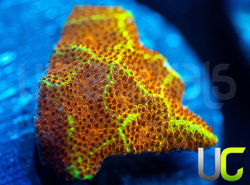 UC Wicked Ridge Psammocora