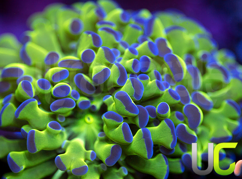 Ultra Frogspawn - 2 Heads