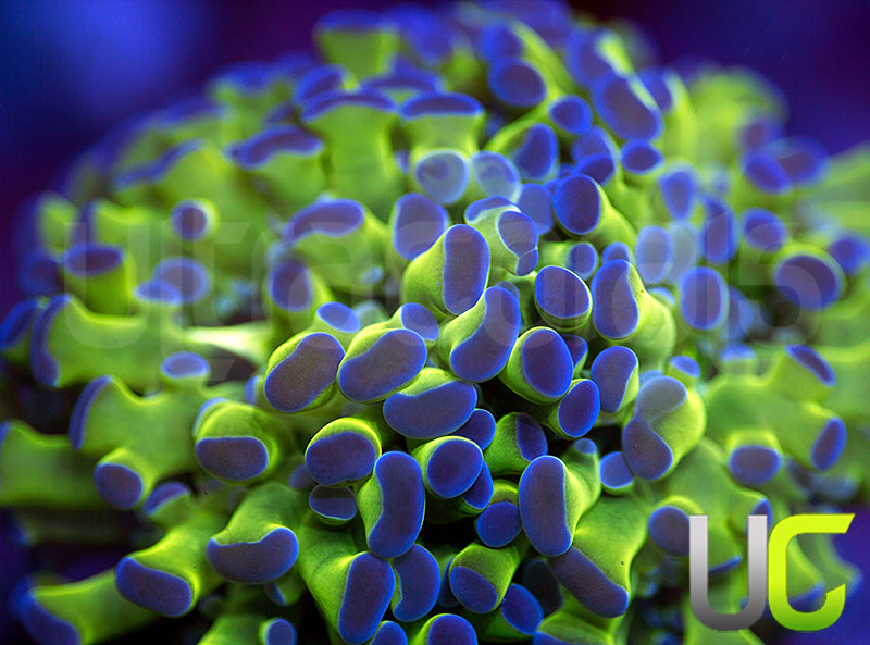 Ultra Frogspawn - 2 Heads