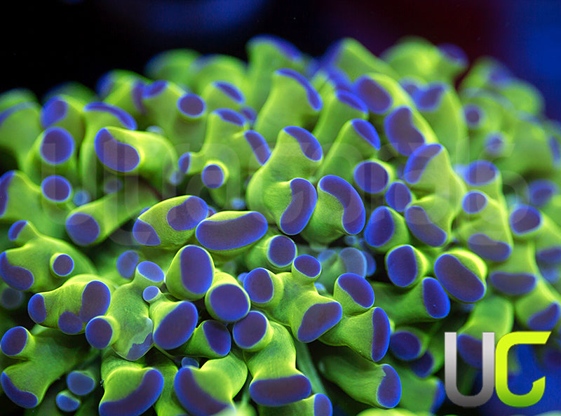 Ultra Frogspawn - 2 Heads