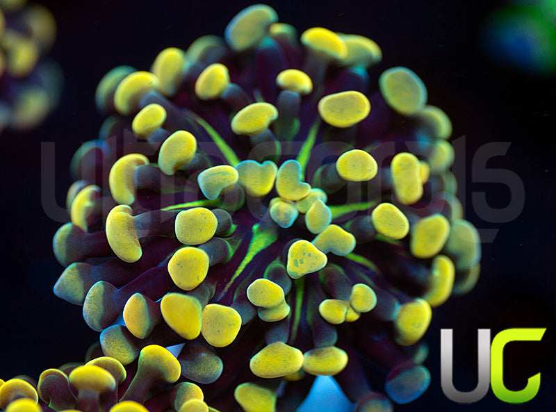 UC Holy Moley Hammer