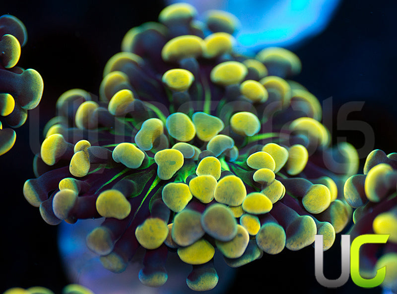 UC Holy Moley Hammer