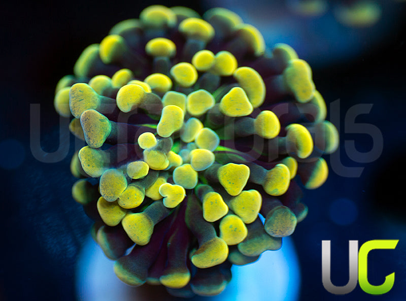 UC Holy Moley Hammer