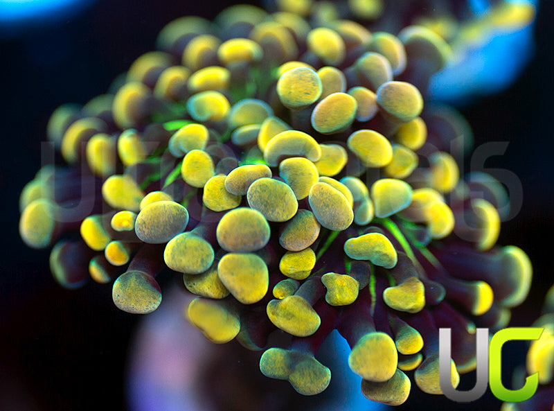 UC Holy Moley Hammer