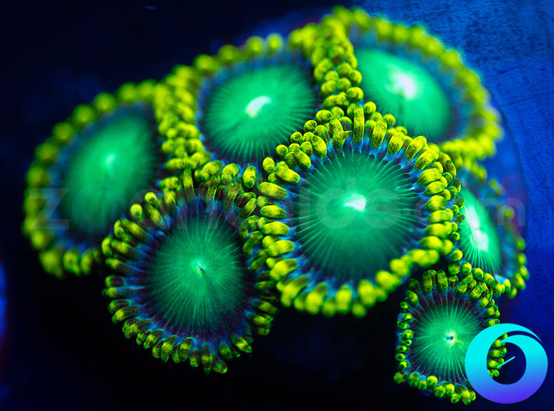 Nuclear Dragon Eyes