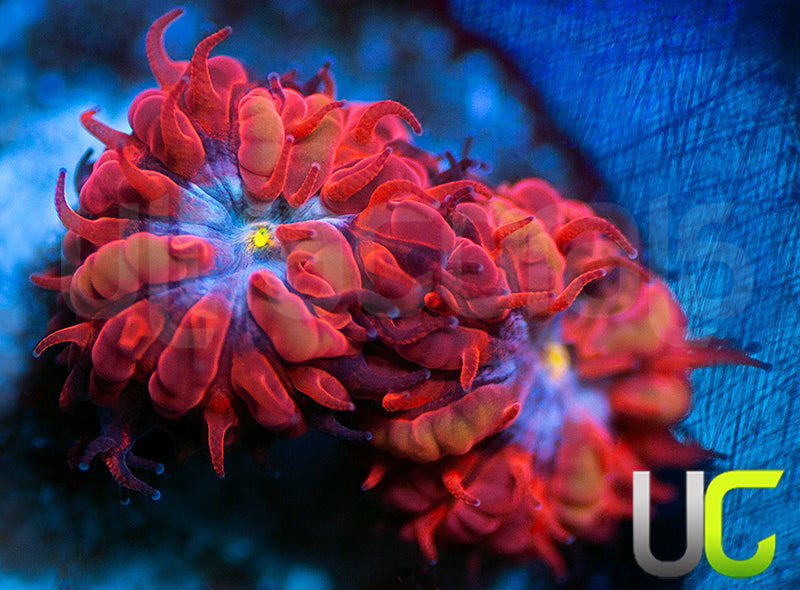 UC Blue Raven Blastos