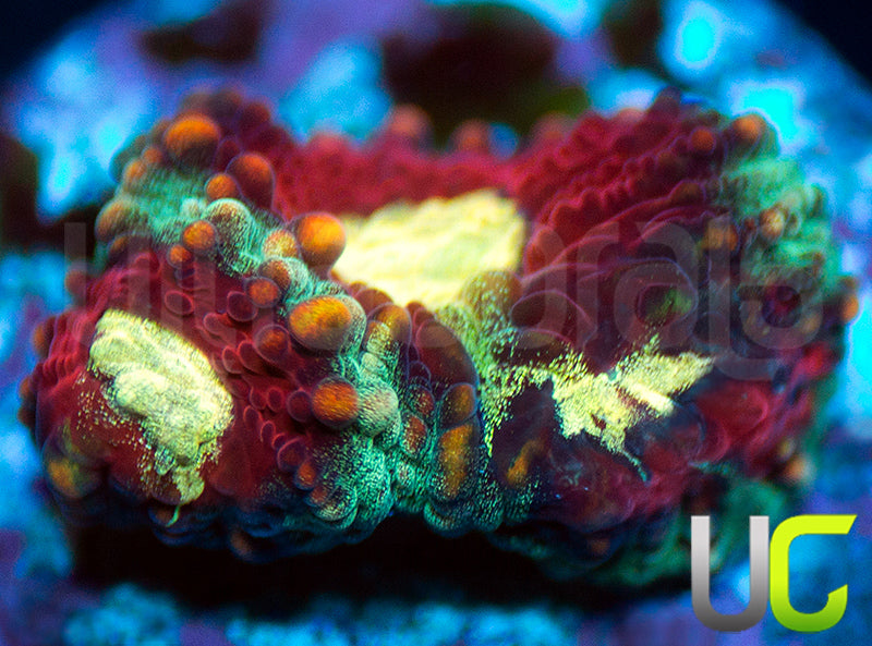 UC Strobe Light Favia