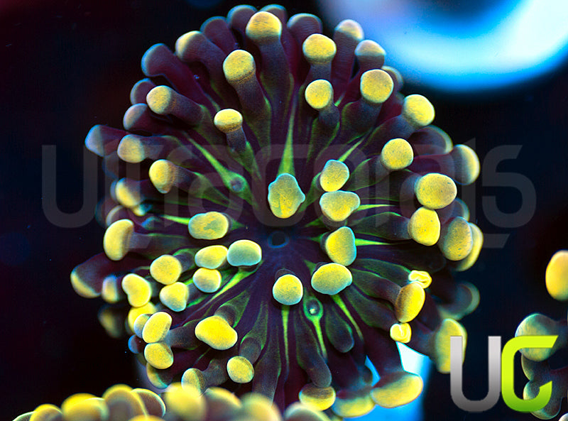 UC Holy Moley Hammer