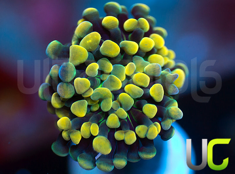 UC Holy Moley Hammer