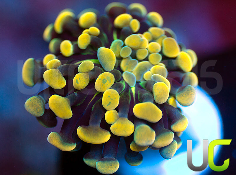 UC Holy Moley Hammer