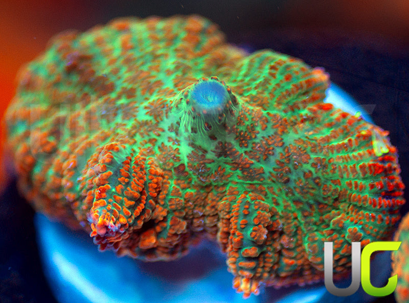 UC Emerald Sunshine Mushroom