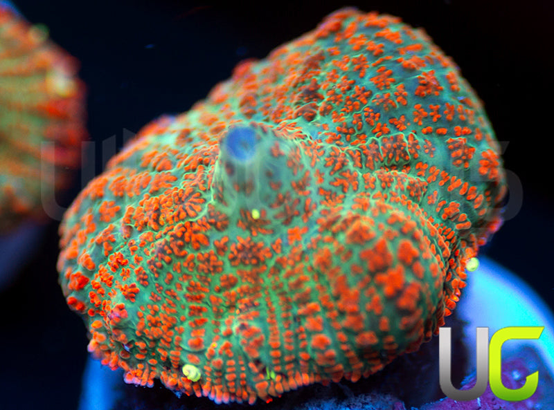 UC Emerald Sunshine Mushroom