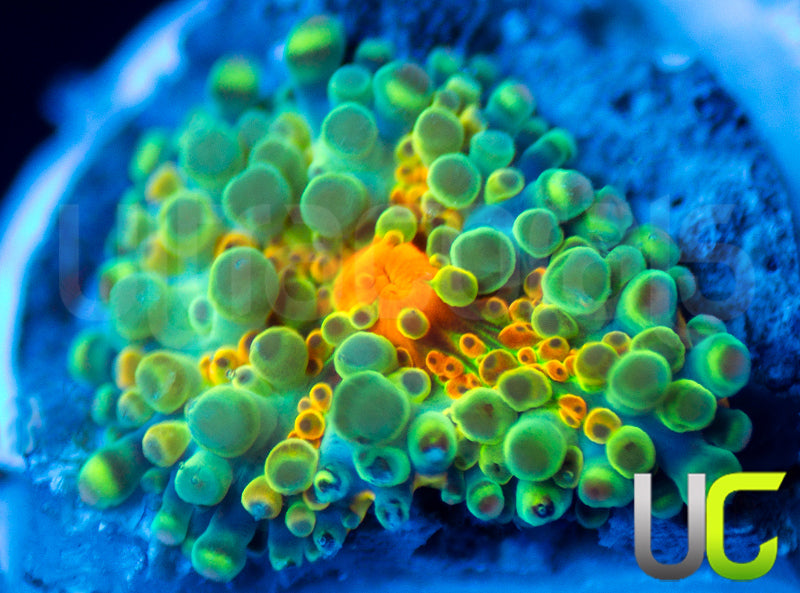 UC Caterpillar Yuma Ricordea