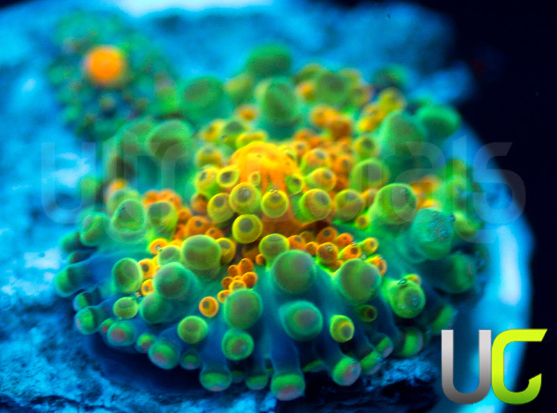 UC Caterpillar Yuma Ricordea