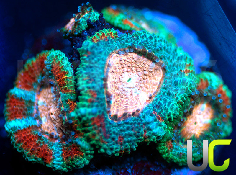 UC Pink Pinwheel Micro Amakusensis